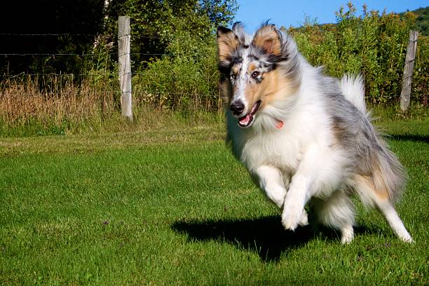 istock Running and smiling blue merle collie 516236213