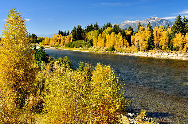 istock Fall colors along the river in The Grand Tetons 516236235