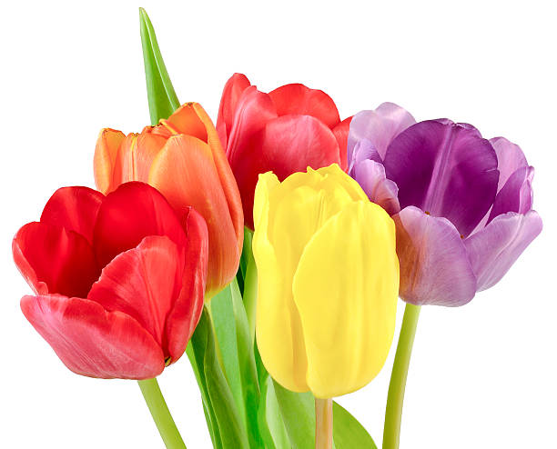 istock bouquet of tulips in five different colors 516238714
