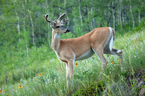 istock White-tailed deer Waterton Lakes National Park Alberta Canada 516238882