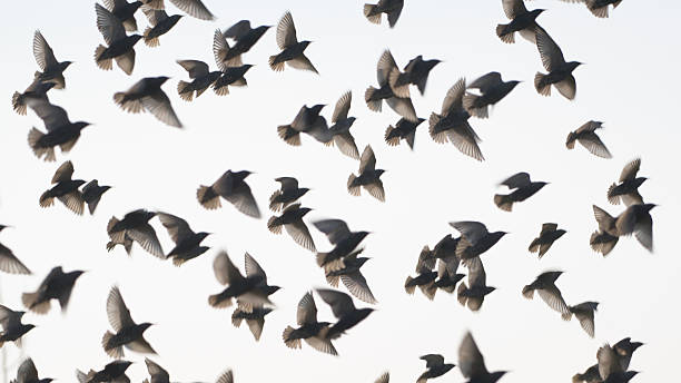 Flock of starlings flying up in blurred motion stock photo