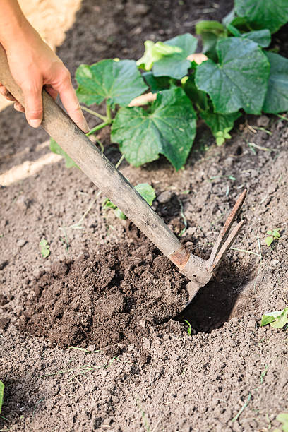 istock Closeup woman gardener digging soil 516241486