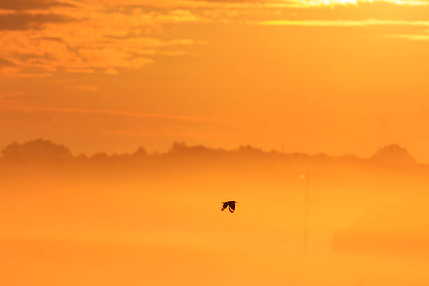 Hoopoe flying in the morning fog, sunrise, golden landscape
