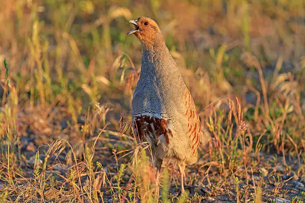 Photo of Grey partridge sings to the sun rising