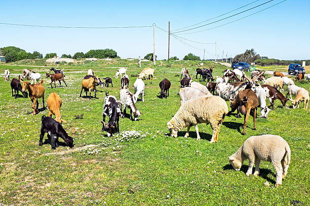 Sheep and goats in the countryside from Portugal stock photo