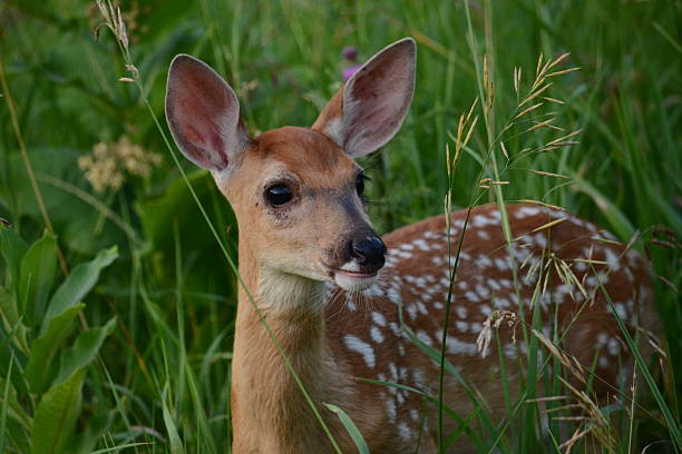 istock July in Fauna 516245433