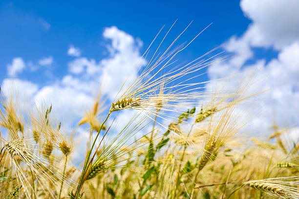 istock Golden wheat field with blue sky in background 516245561