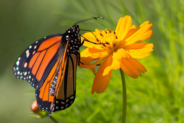 istock Side view of monarch butterfly with open wings 516245677