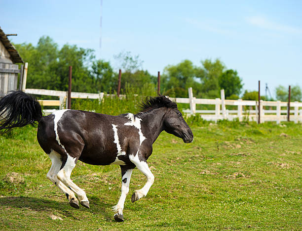 istock Horse in meadow. Summer day 516246223