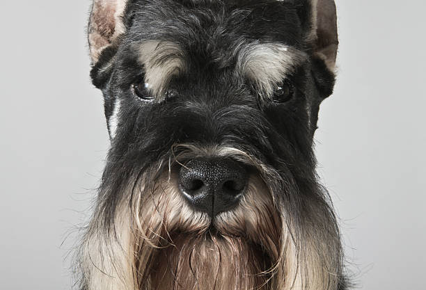 istock miniature schnauzer black and silver portrait 516246227