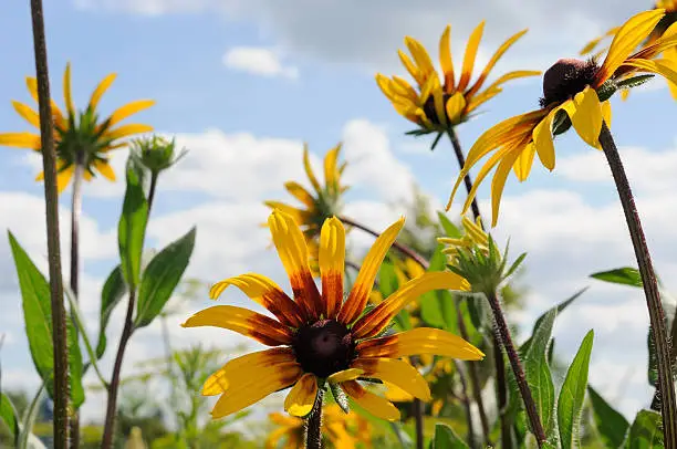 Flowers of Rudbeckia in front of blue sky