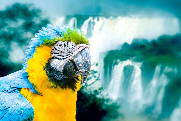 istock Blue and Yellow Macaw in Iguazu Falls, Brazil 516246547