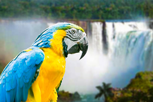 istock Blue and Yellow Macaw in Iguazu Falls, Brazil 516246797
