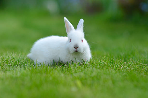 istock Funny baby white rabbit in grass 516246853