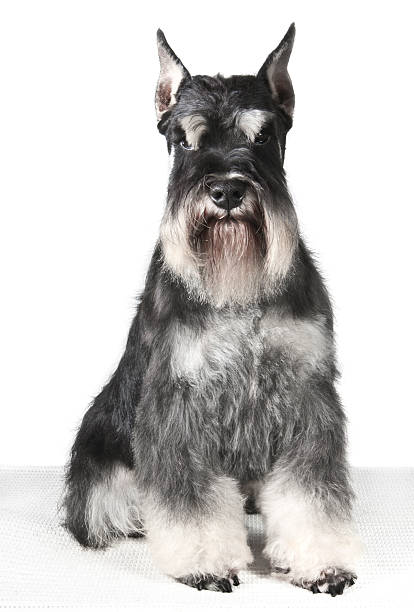 istock beautiful dog miniature schnauzer 516246859