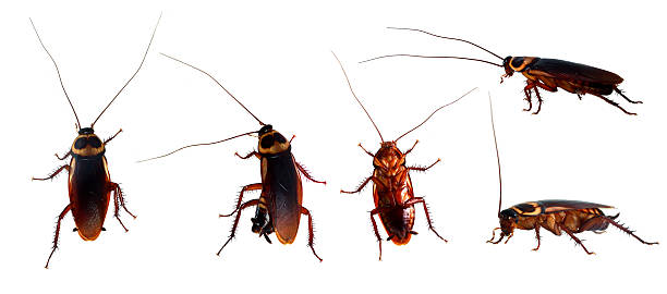 cafard sur fond blanc - cockroach hissing ugliness insect photos et images de collection