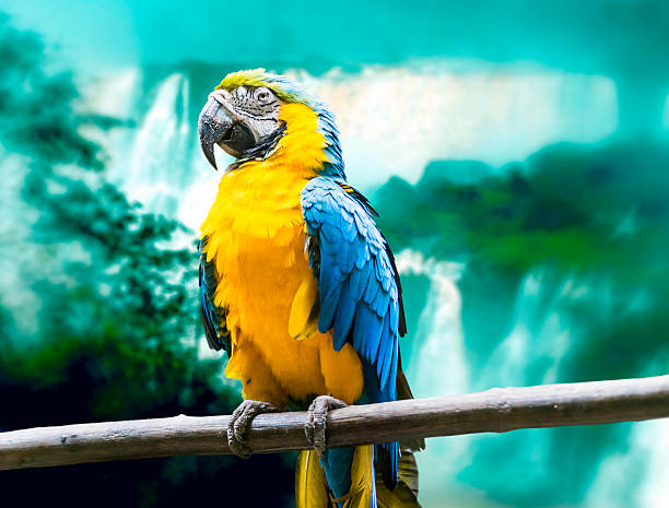 istock Blue and Yellow Macaw in Iguazu Falls, Brazil 516247235