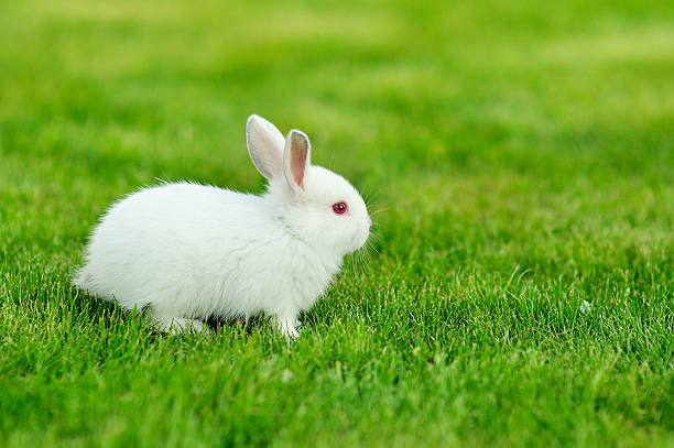 istock Funny baby white rabbit in grass 516247535
