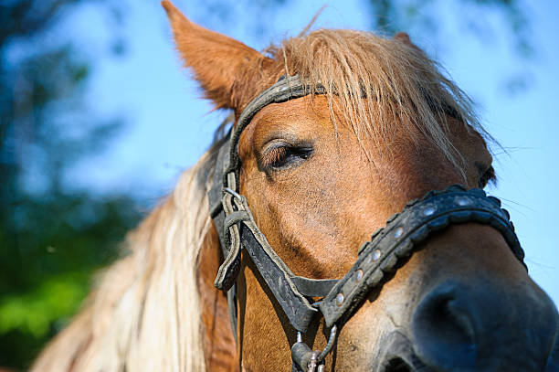 istock Horse in meadow. Summer day 516247887