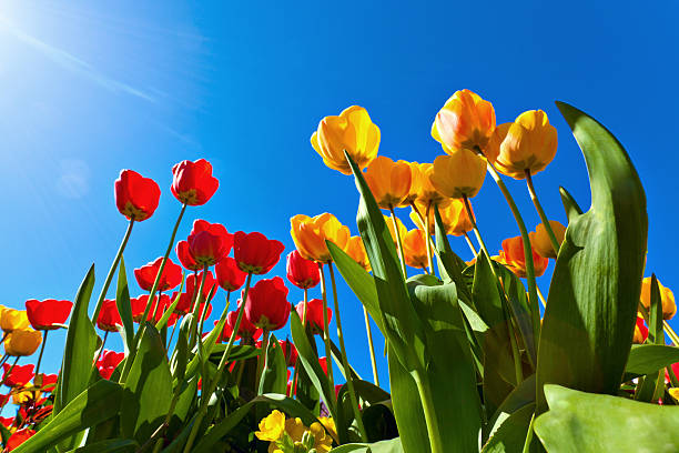 istock Yellow and red tulips 516248017