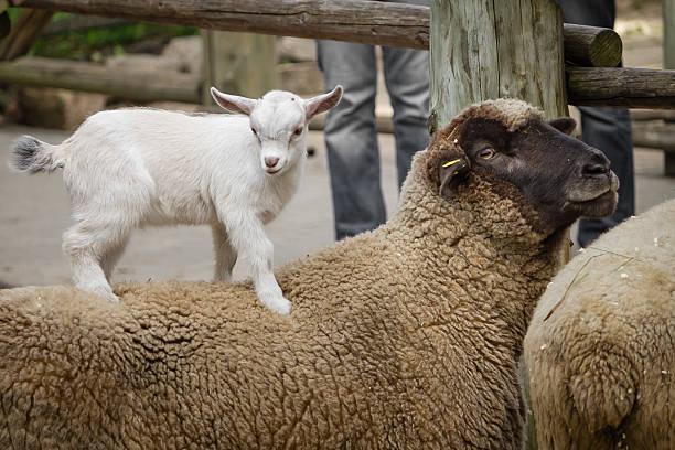 Little goat calf and sheep