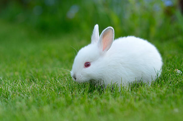 istock Funny baby white rabbit in grass 516248081