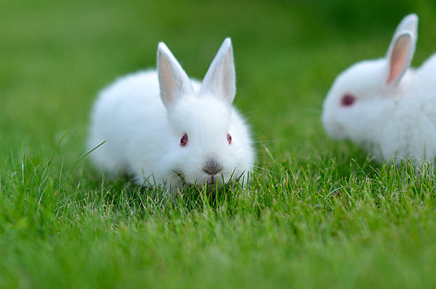 istock Funny baby white rabbits in grass 516248083