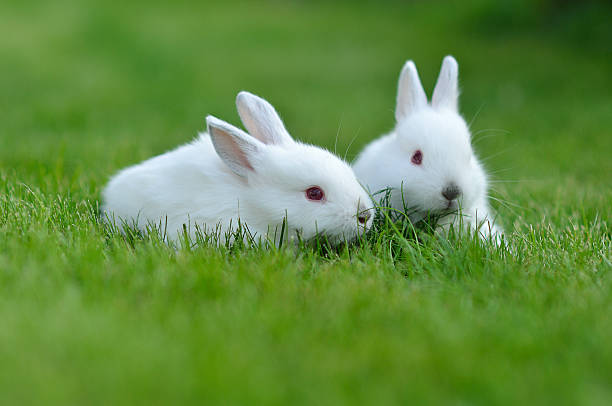 istock Funny baby white rabbits in grass 516248089