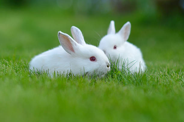 istock Funny baby white rabbits in grass 516248097