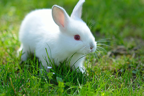 istock Funny baby white rabbit in grass 516248315