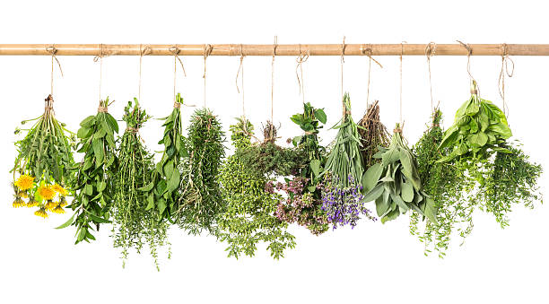istock fresh herbs hanging isolated on white. basil, rosemary, thyme, m 516248651