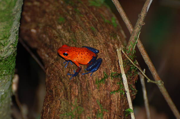 istock Poison dart frog at Sarapiqui 516248877