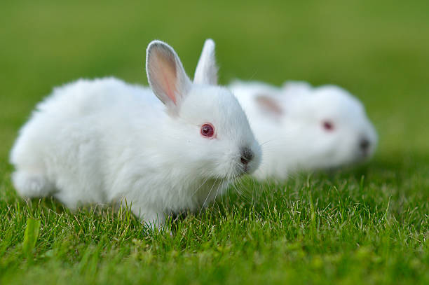 istock Funny baby white rabbits in grass 516249013