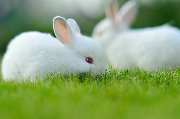 istock Funny baby white rabbits in grass 516249027