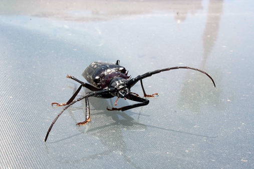 Head shot of an adult Palo Verde Beetle