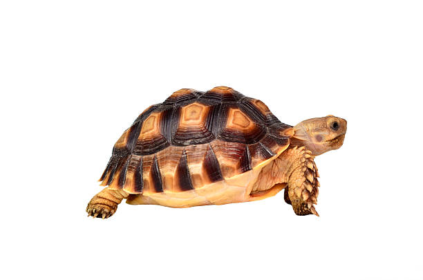istock african spurred sulcata of white background 516250289