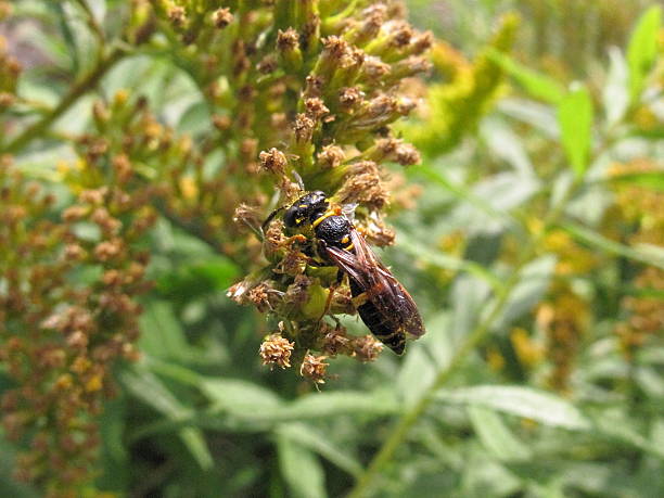 istock Pollen covered hornet feeding on wild mustard flowers 516250309