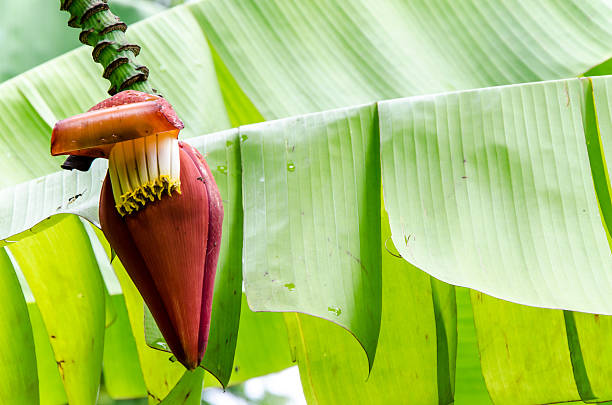 banana bud su sfondo verde albero con morbido - petal bud plant agriculture foto e immagini stock