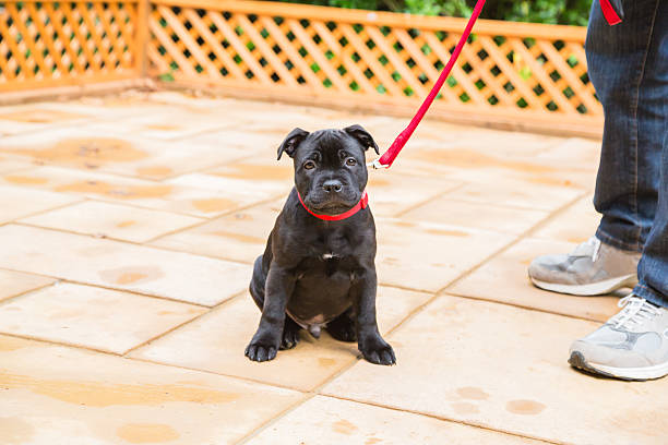 istock Cute sad expression staffordshire bull terrier puppy 516250728