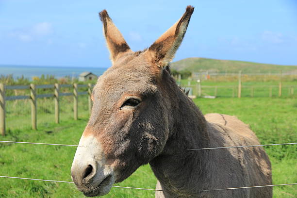 istock Donkey looking over wire fence 516251051