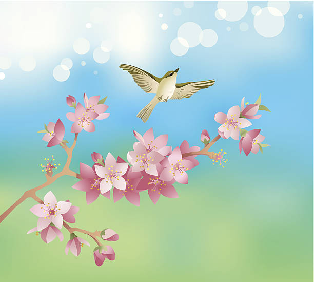 istock Hanami, cherry blossoms and a Japanese Bush Warbler in spring 516251681