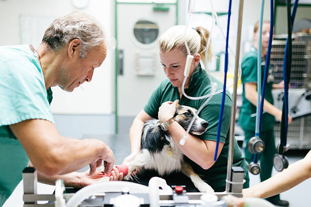 Dog receiving anaesthetic A Veterinary Surgeon administering anaesthetic to a dog prior to surgery in a Veterinary Hospital dorset england photos stock pictures, royalty-free photos & images