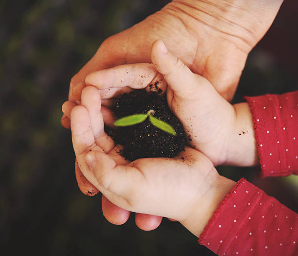 istock Small plant in the hands 516252166