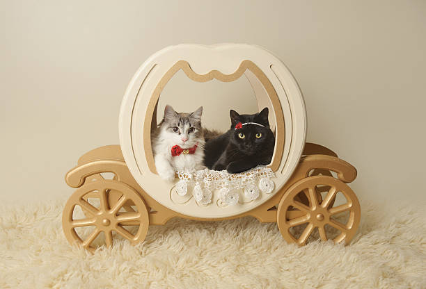 istock Cats in Fairy Tale Carriage 516252363