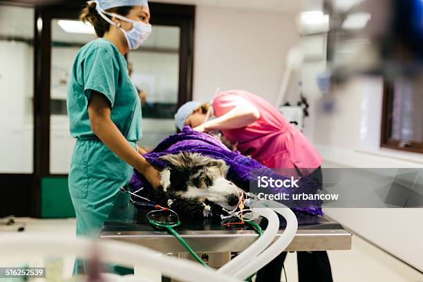 Veterinary Hospital Stock Photo - Download Image Now - Dog, Surgery, Veterinarian