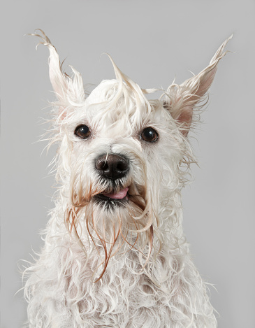 funny licking wet white dog after the bath