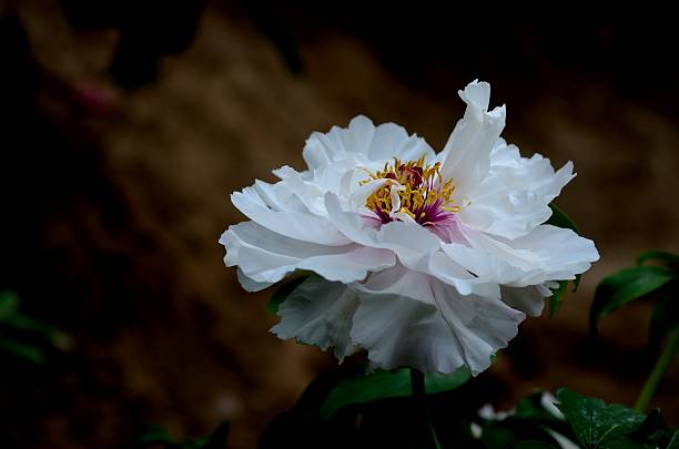 The White Peony Flower on the hill stock photo