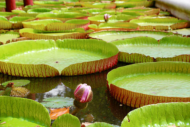 istock Water Lily with giant leaves. 516253524