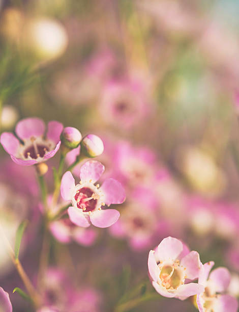 istock Delicate and beautiful fresh waxflowers against pink background 516253974