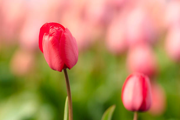 istock Red tulips flowerbed blue sky 516253984
